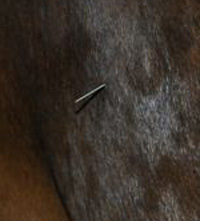 equine breast acupuncture