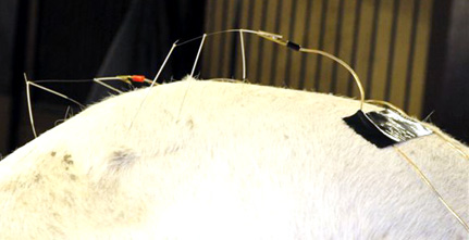 Elektroakupunktur beim Pferd