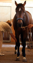 Tierärztin Dr. Sabine Wettengel bei der Pferdeosteopathie